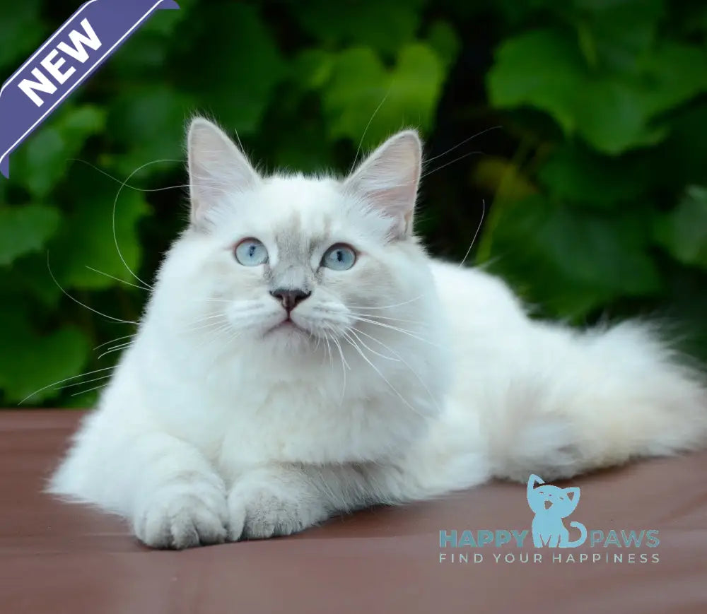 Manila Persian female blue tortie tabby pointed live animals
