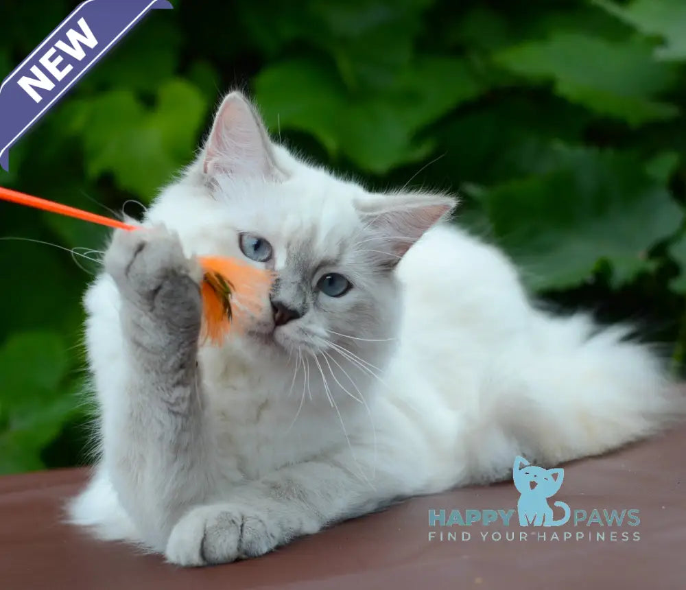 Manila Persian female blue tortie tabby pointed live animals
