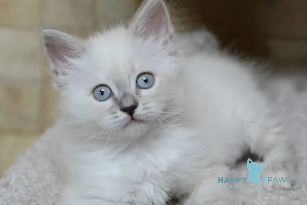 Manila Siberian female tortie tabby pointed live animals