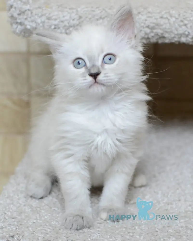 Manila Siberian female tortie tabby pointed live animals