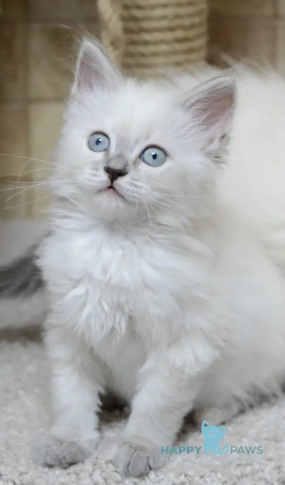 Manila Siberian female tortie tabby pointed live animals