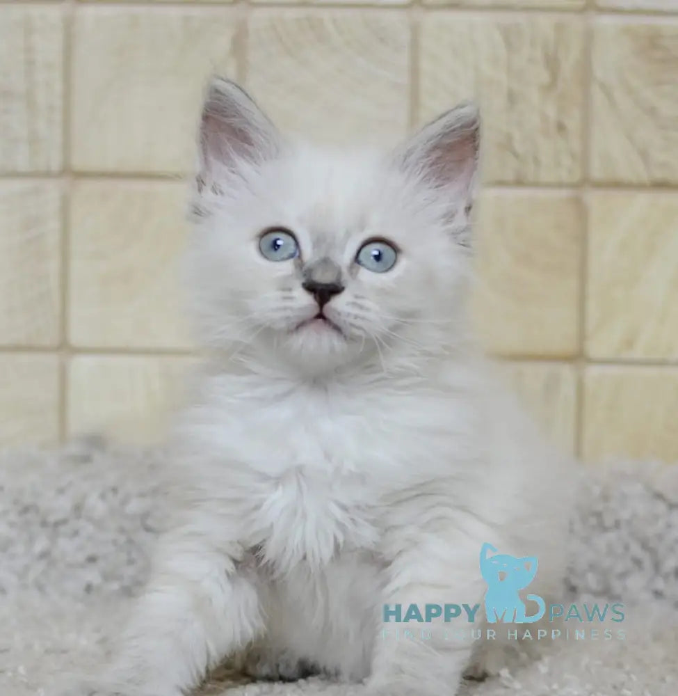 Manila Siberian female tortie tabby pointed live animals