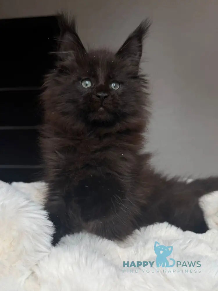 Manky Maine Coon male black live animals