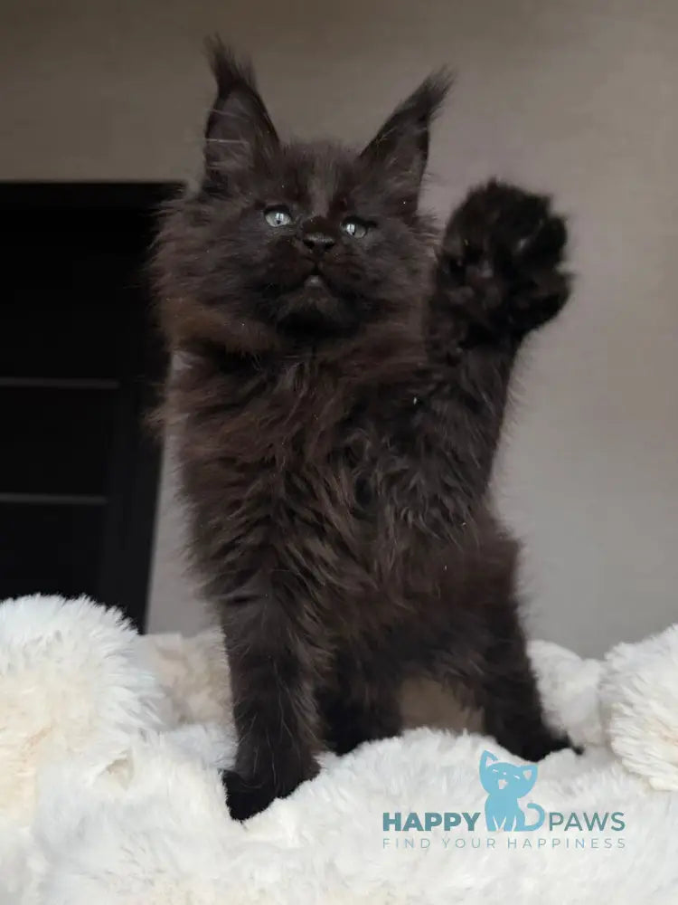 Manky Maine Coon male black live animals