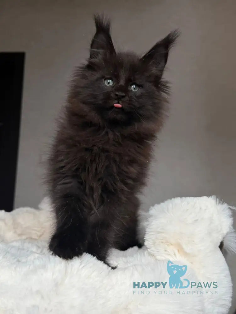 Manky Maine Coon male black live animals