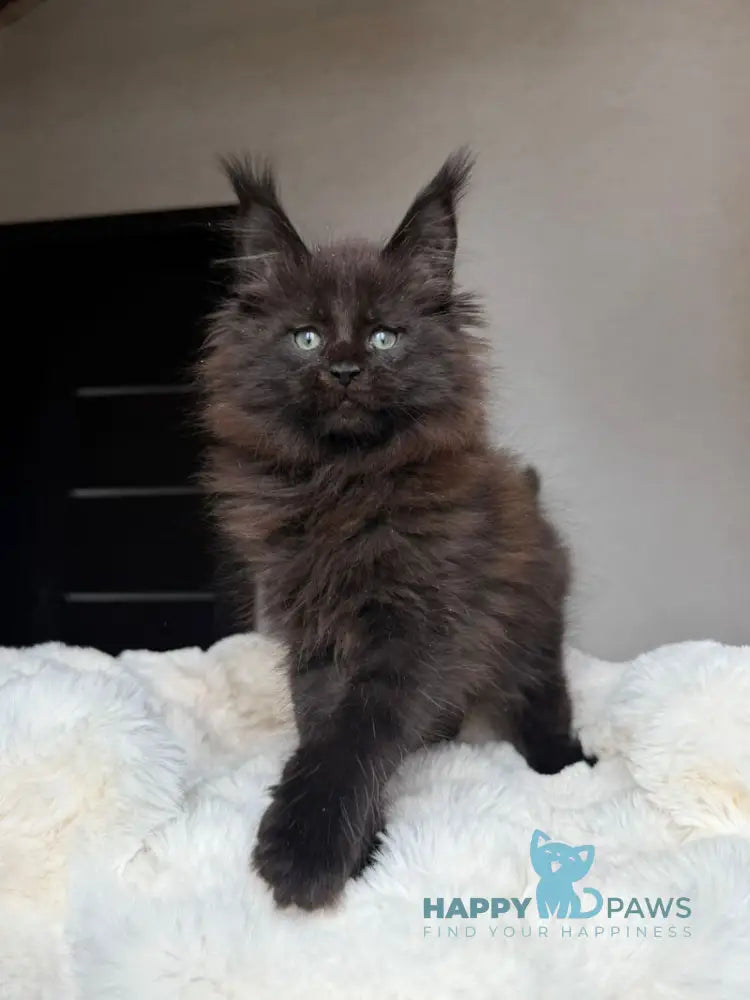 Manky Maine Coon male black live animals