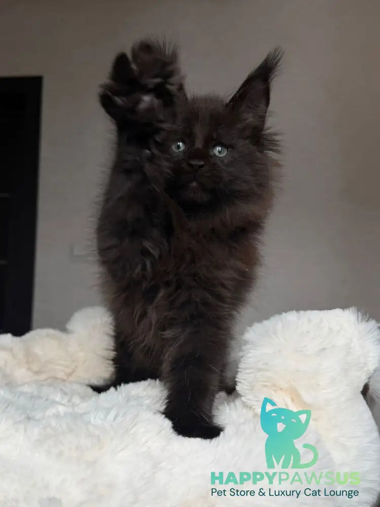 Manky Maine Coon male black live animals