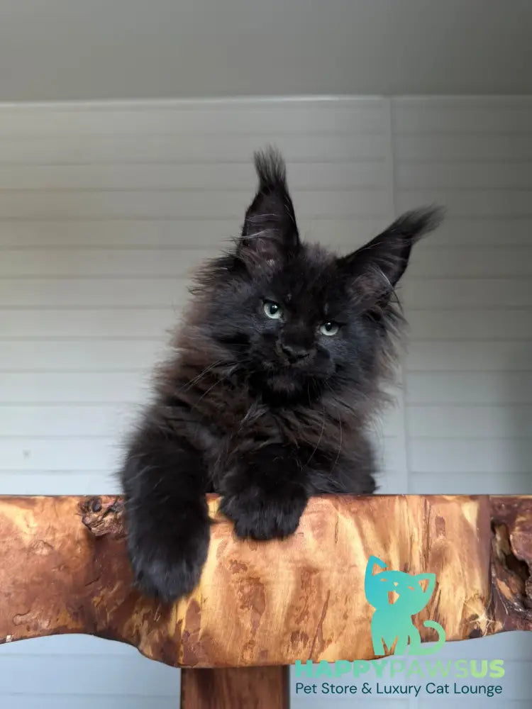 Manky Maine Coon male black live animals