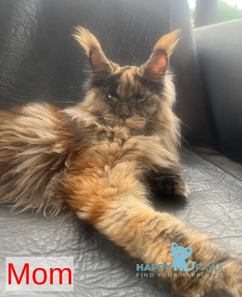 Manky Maine Coon male black live animals