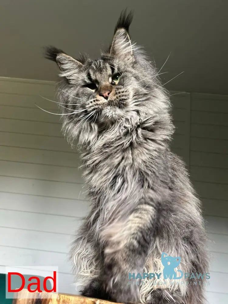 Manky Maine Coon male black live animals