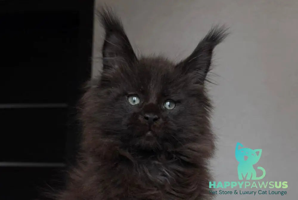 Manky Maine Coon male black live animals