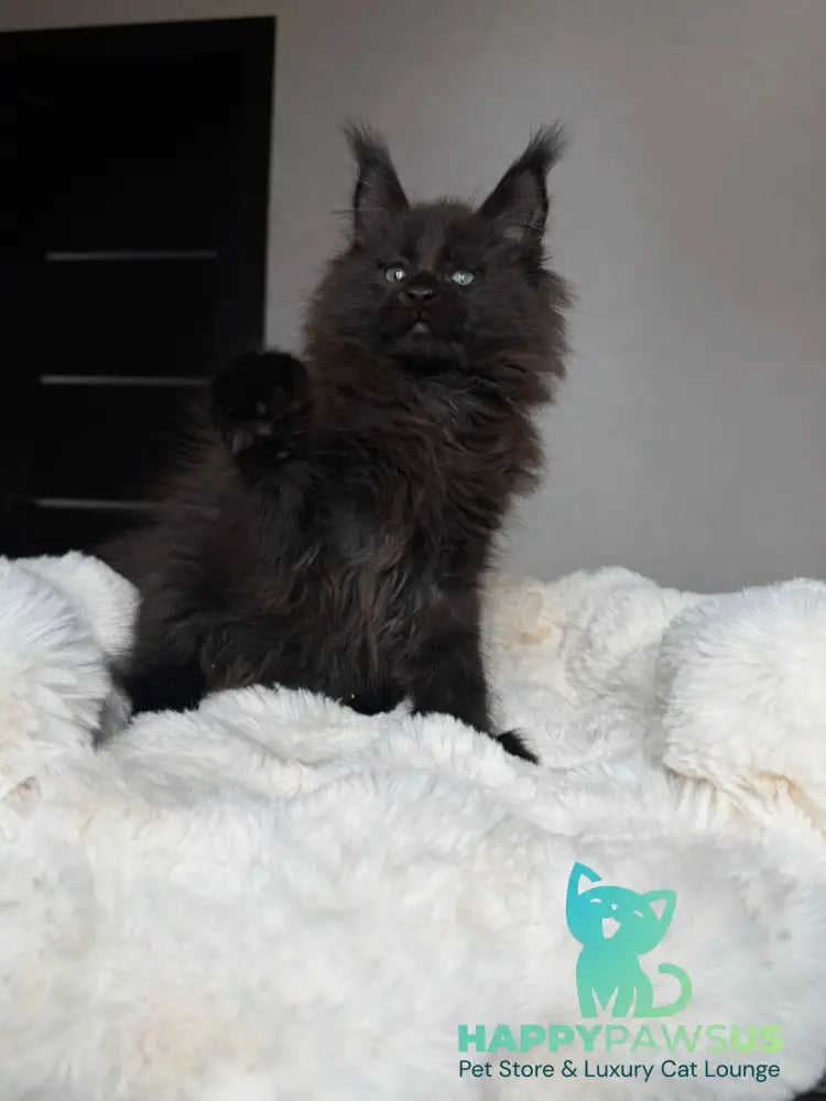 Manky Maine Coon male black live animals