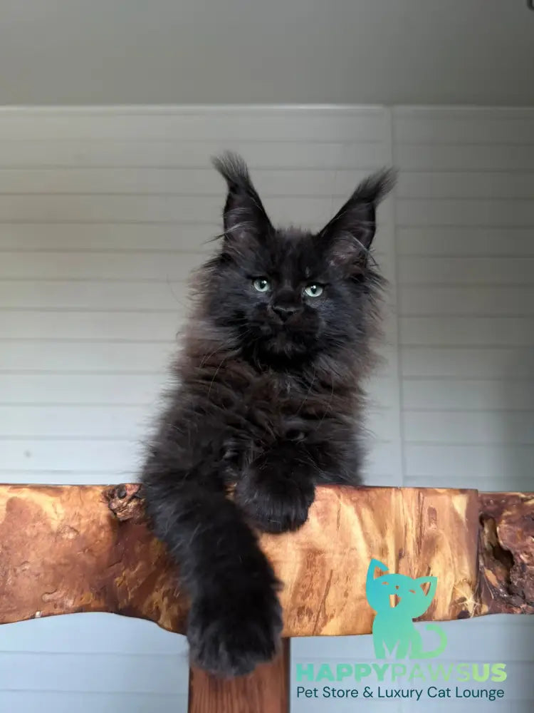Manky Maine Coon male black live animals