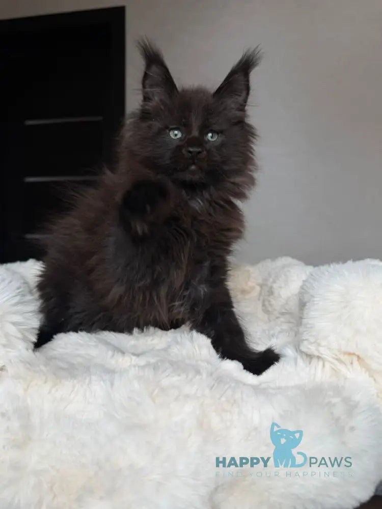 Manky Maine Coon male black live animals