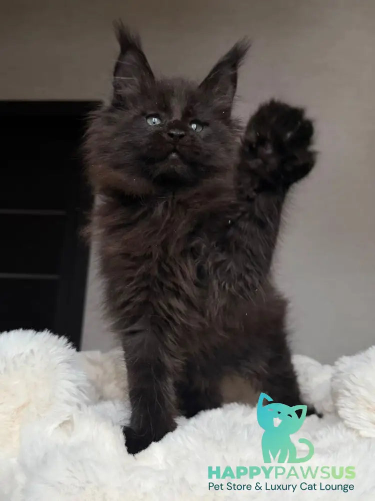 Manky Maine Coon male black live animals