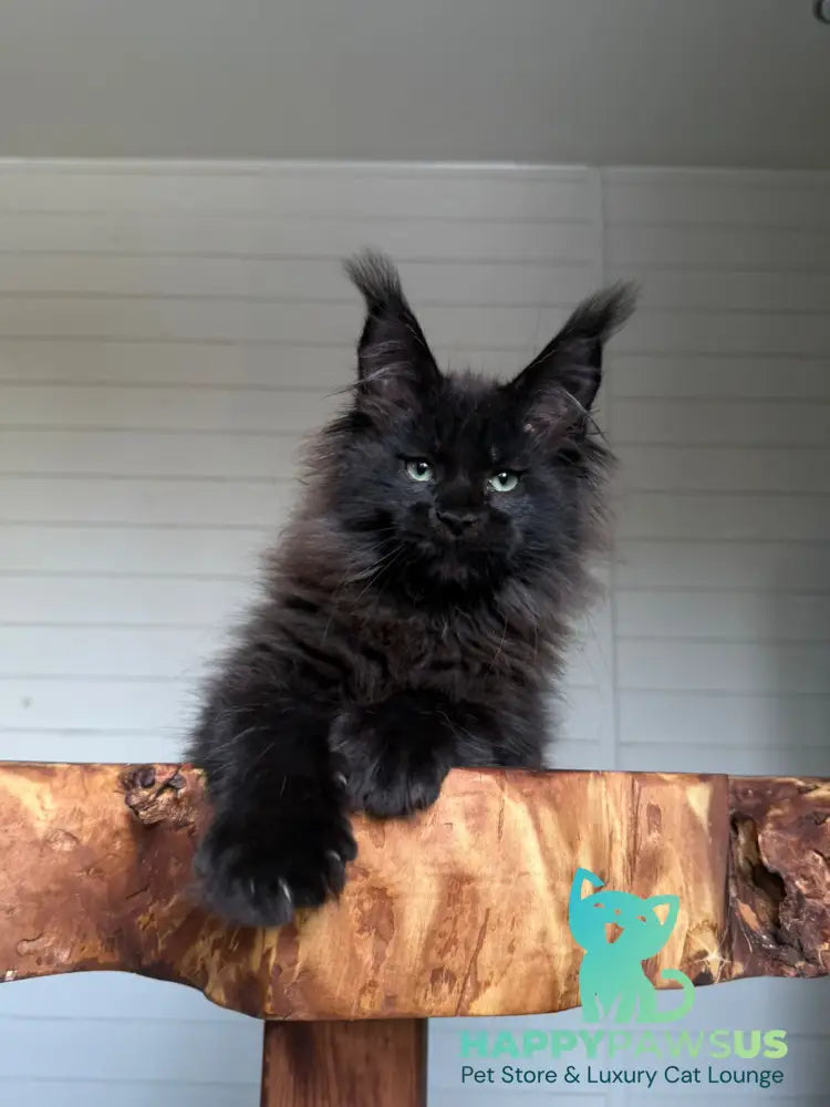 Manky Maine Coon male black live animals
