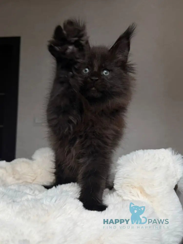 Manky Maine Coon male black live animals
