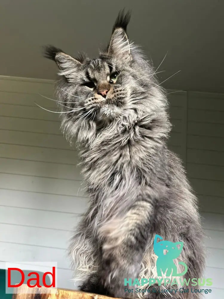 Manky Maine Coon male black live animals