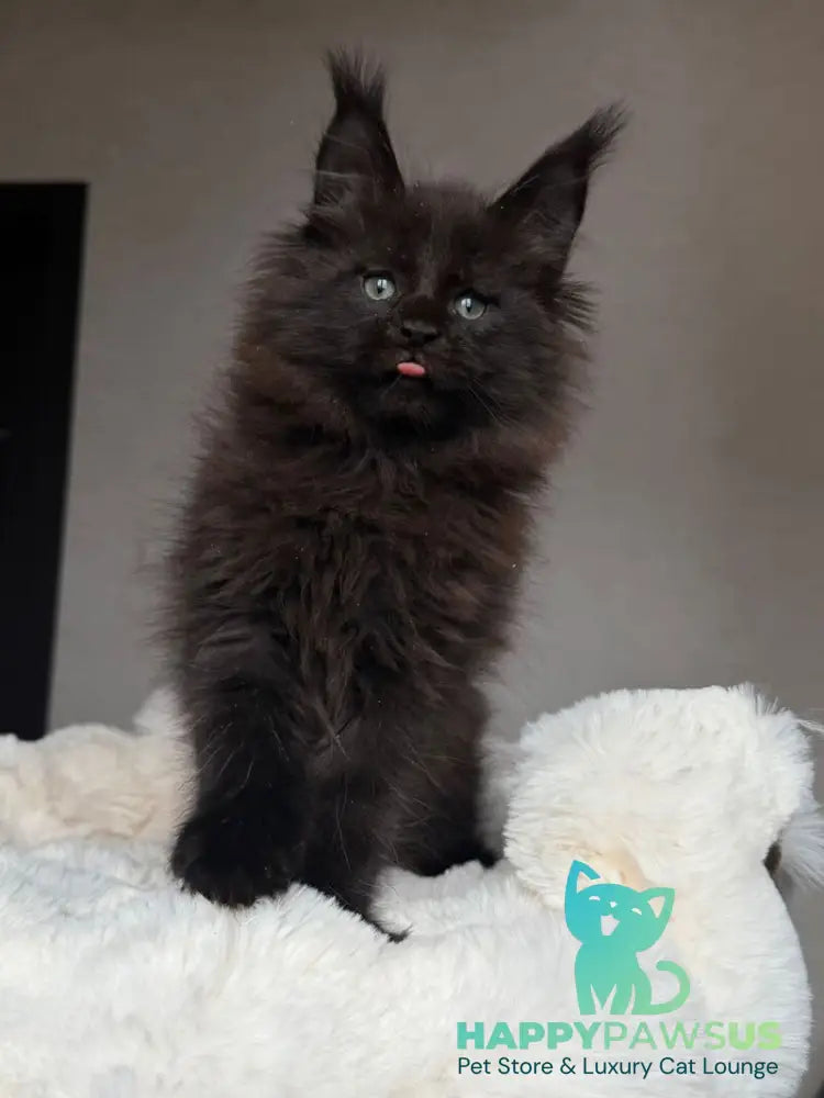Manky Maine Coon male black live animals