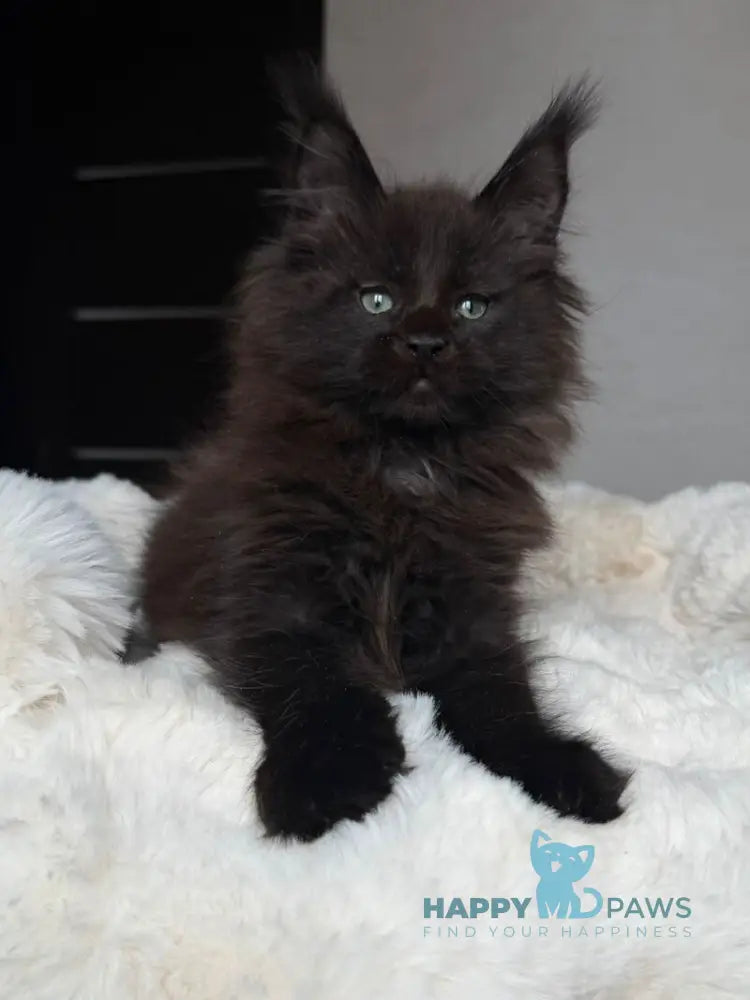 Manky Maine Coon male black live animals