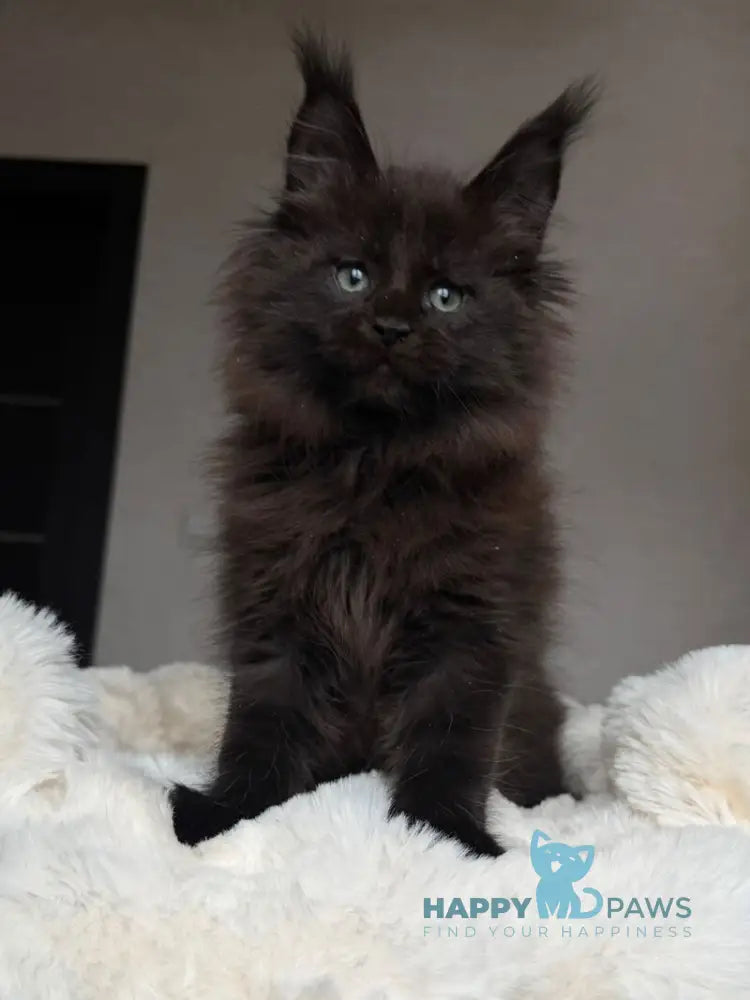 Manky Maine Coon male black live animals