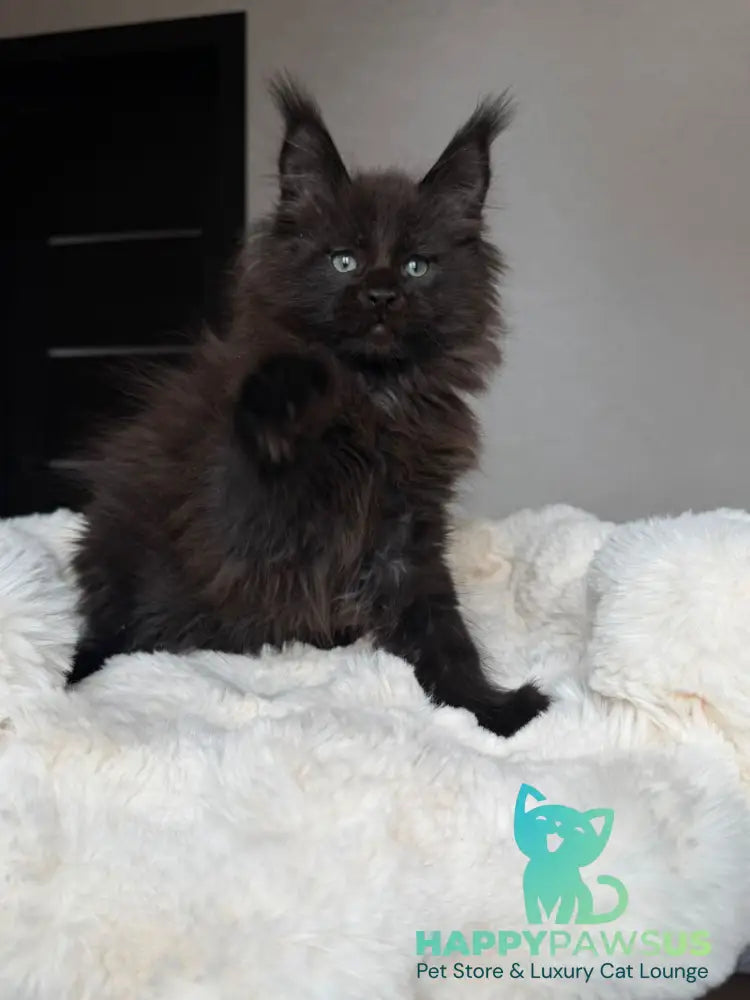 Manky Maine Coon male black live animals
