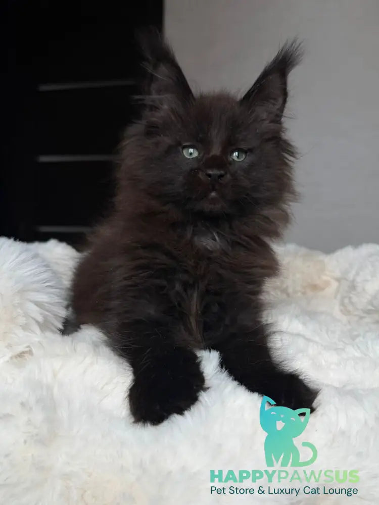 Manky Maine Coon male black live animals