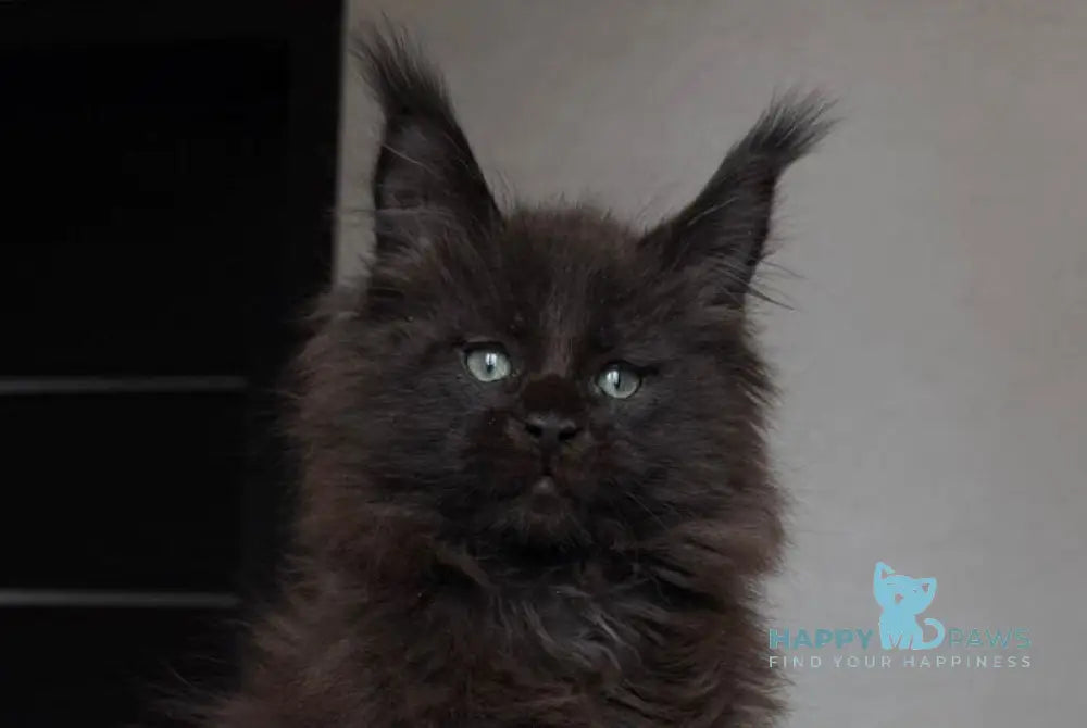 Manky Maine Coon male black live animals