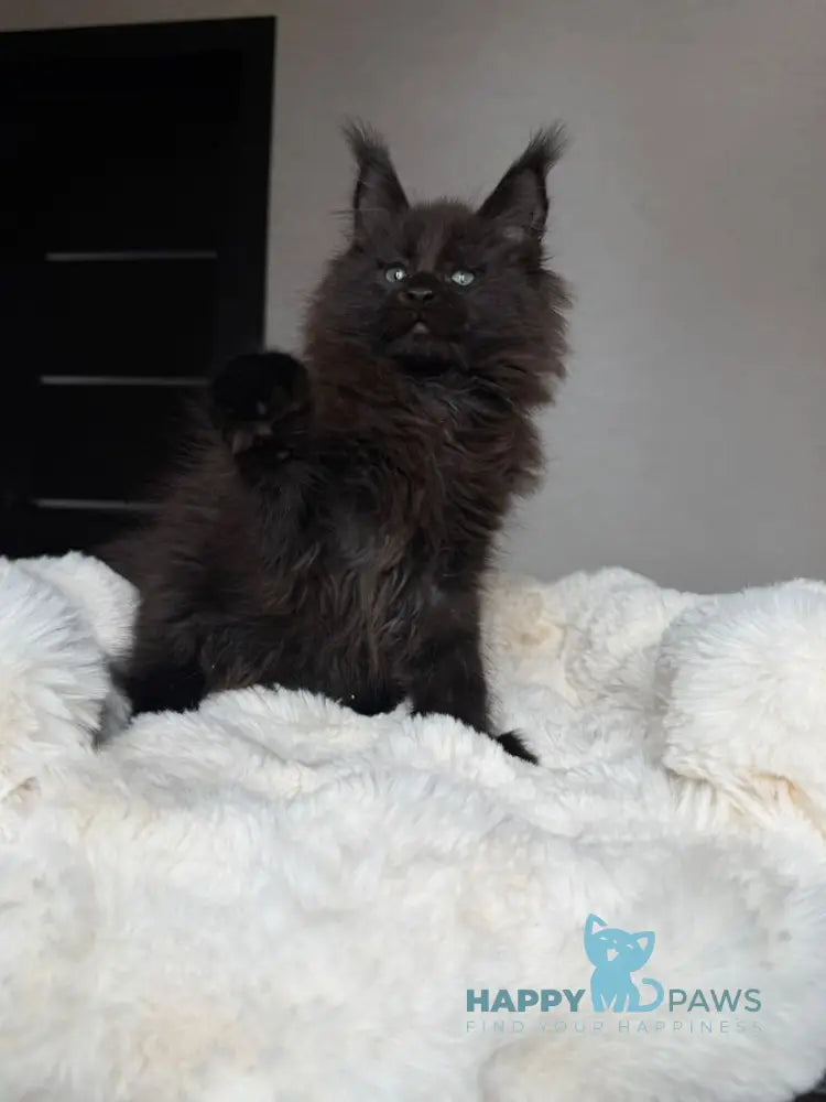 Manky Maine Coon male black live animals