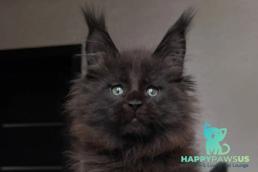 Manky Maine Coon male black live animals
