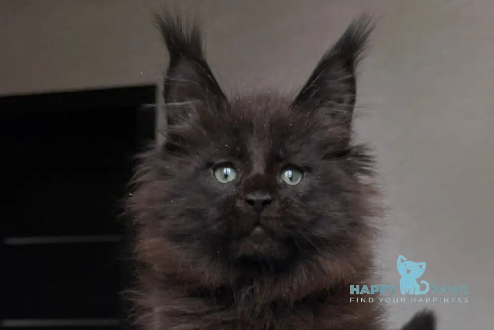 Manky Maine Coon male black live animals