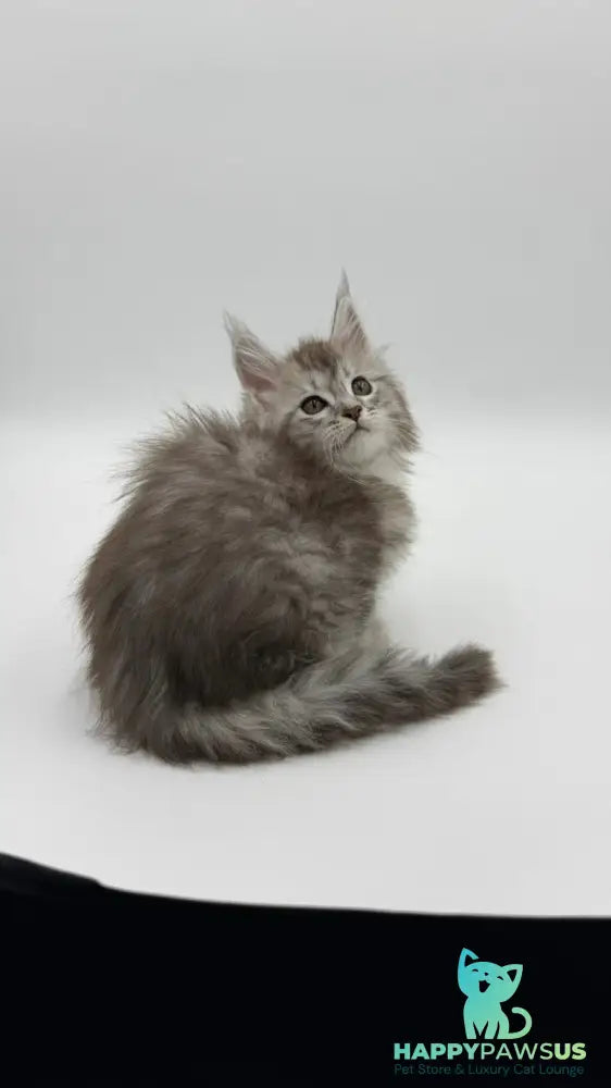 Mantra Maine Coon female black silver spotted tabby - live animals