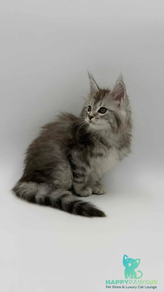 Mantra Maine Coon female black silver spotted tabby - live animals