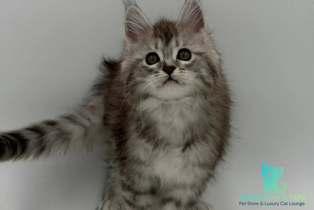 Mantra Maine Coon female black silver spotted tabby - live animals