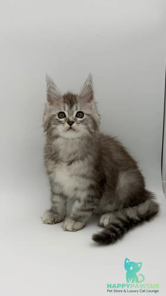Mantra Maine Coon female black silver spotted tabby - live animals