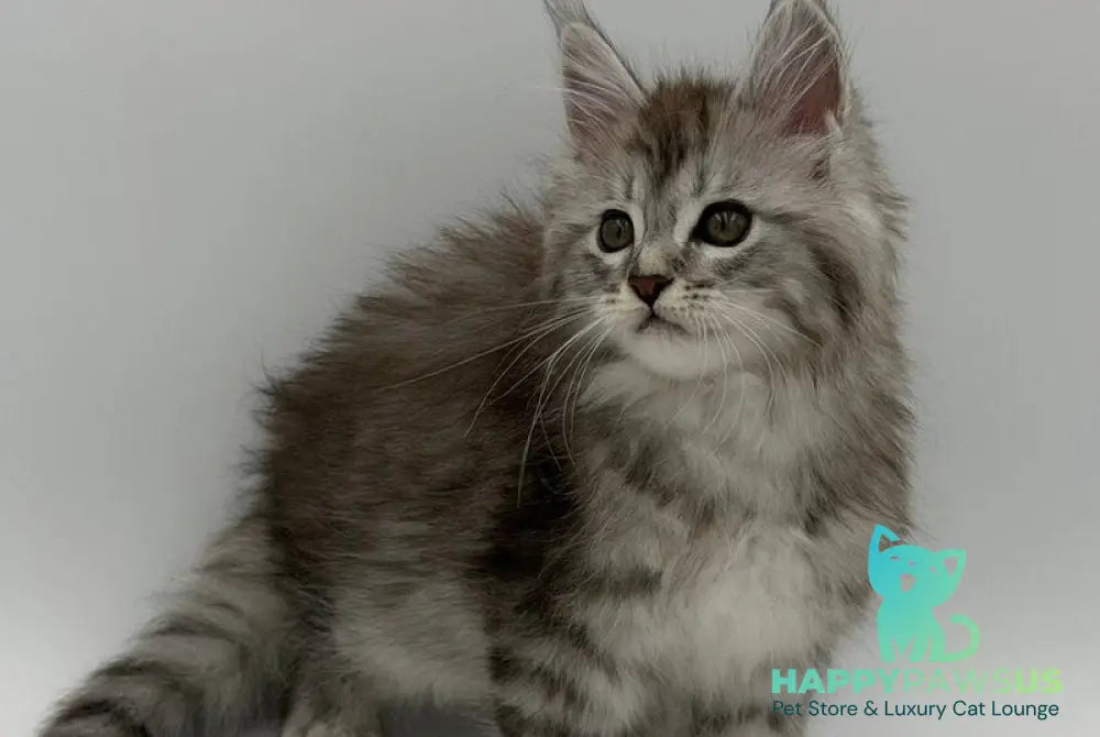Mantra Maine Coon female black silver spotted tabby - live animals