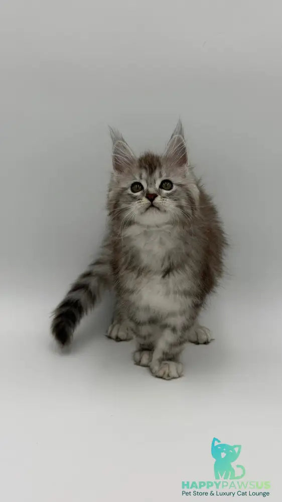 Mantra Maine Coon female black silver spotted tabby - live animals