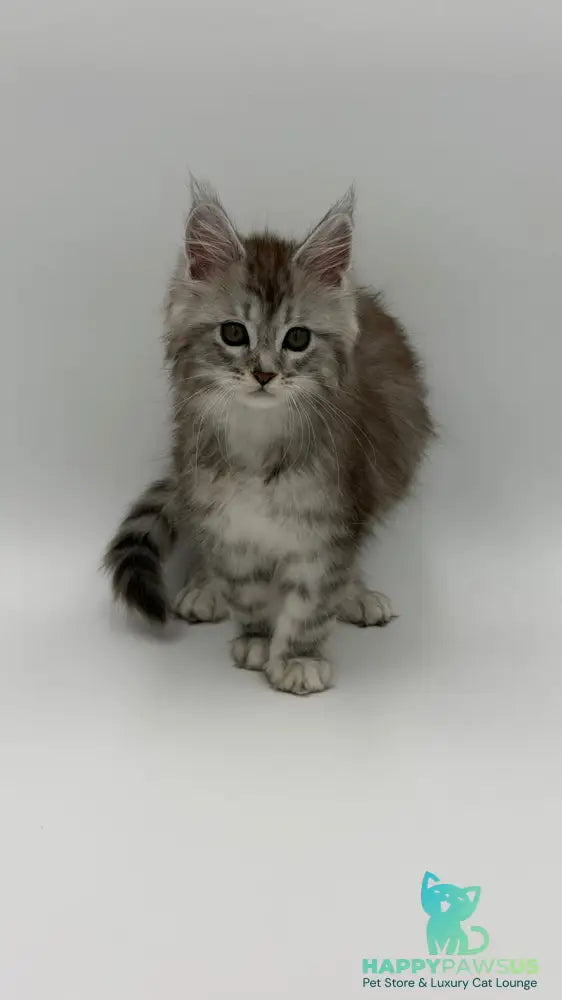 Mantra Maine Coon female black silver spotted tabby - live animals