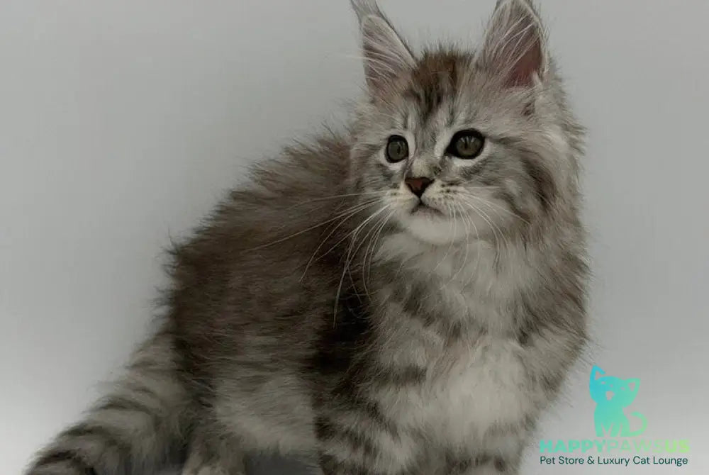 Mantra Maine Coon female black silver spotted tabby - live animals