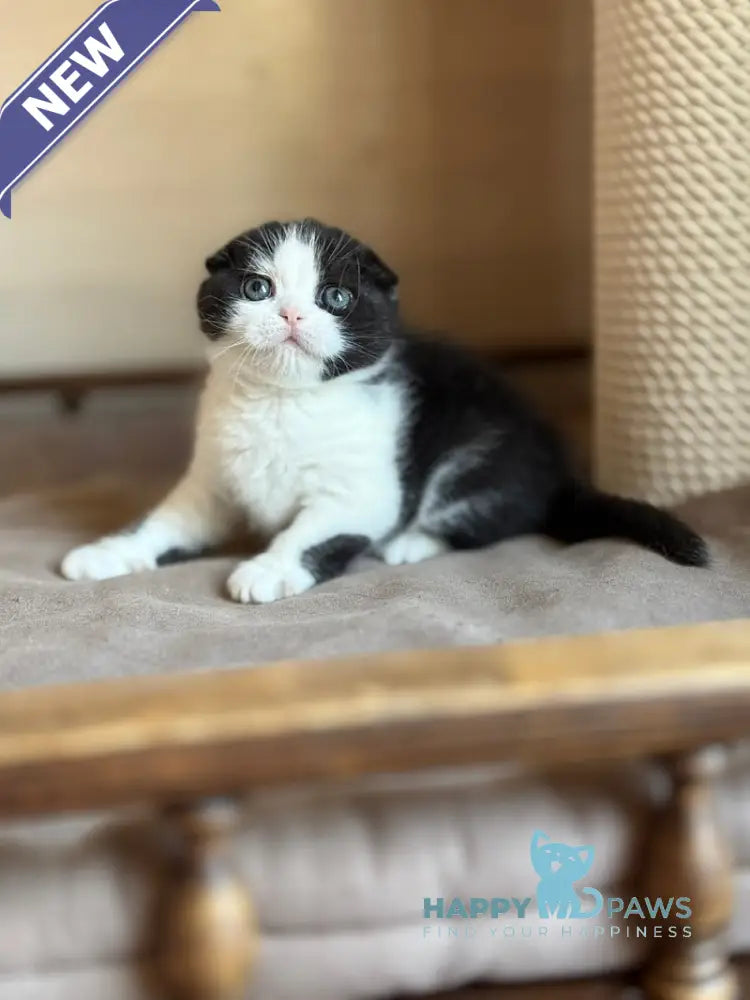 Manuel Scottish Fold male black bicolour live animals