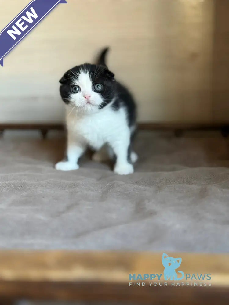 Manuel Scottish Fold male black bicolour live animals