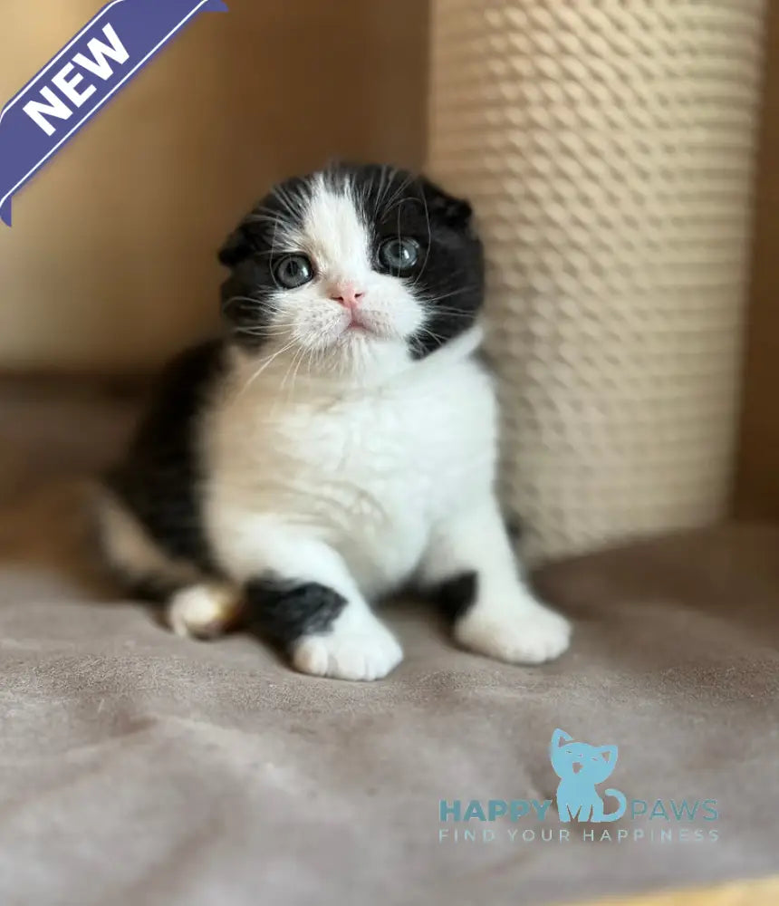 Manuel Scottish Fold male black bicolour live animals