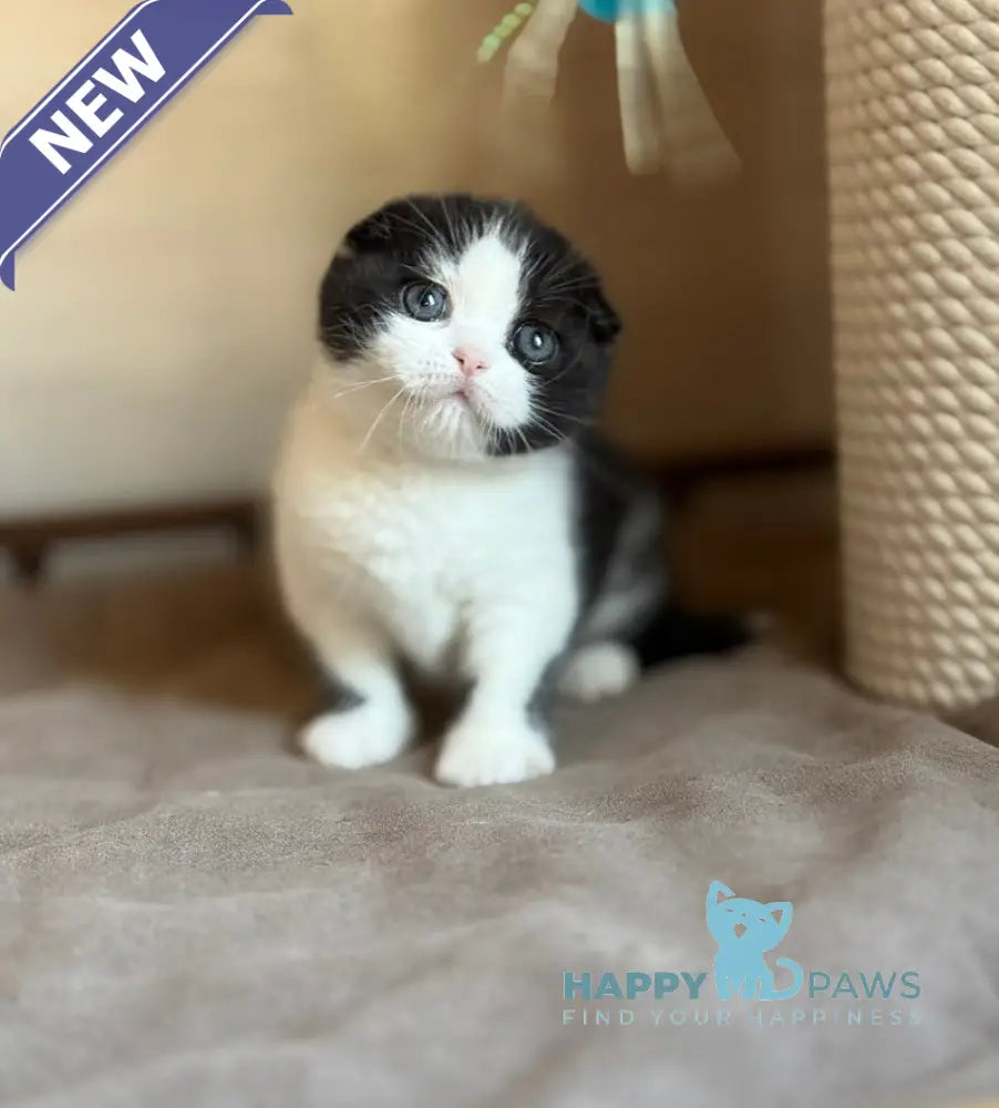 Manuel Scottish Fold male black bicolour live animals