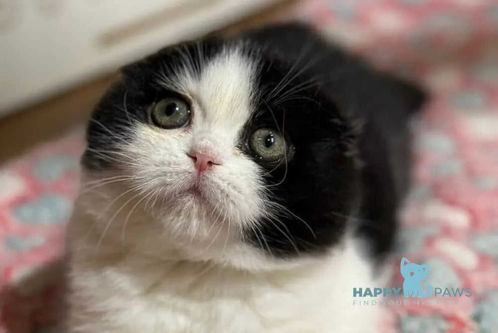 Manuel Scottish Fold male black bicolour live animals