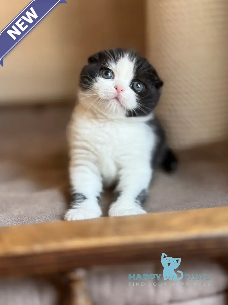 Manuel Scottish Fold male black bicolour live animals