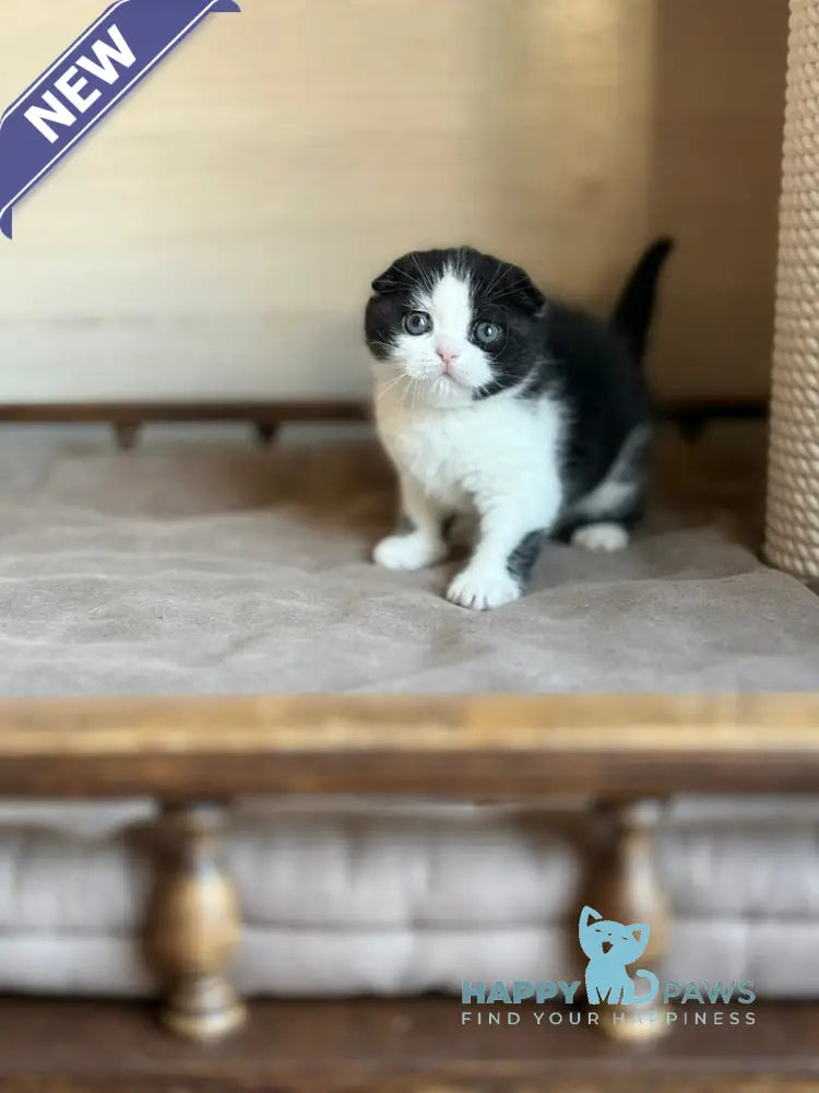 Manuel Scottish Fold male black bicolour live animals