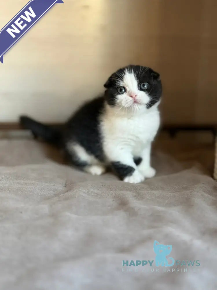 Manuel Scottish Fold male black bicolour live animals