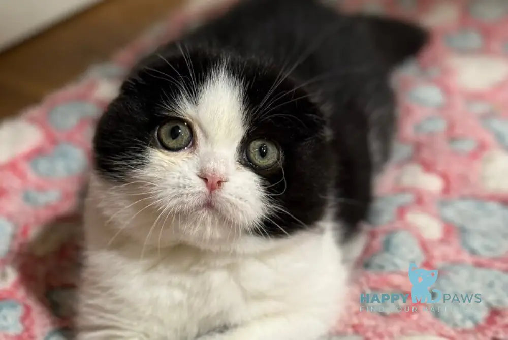 Manuel Scottish Fold male black bicolour live animals
