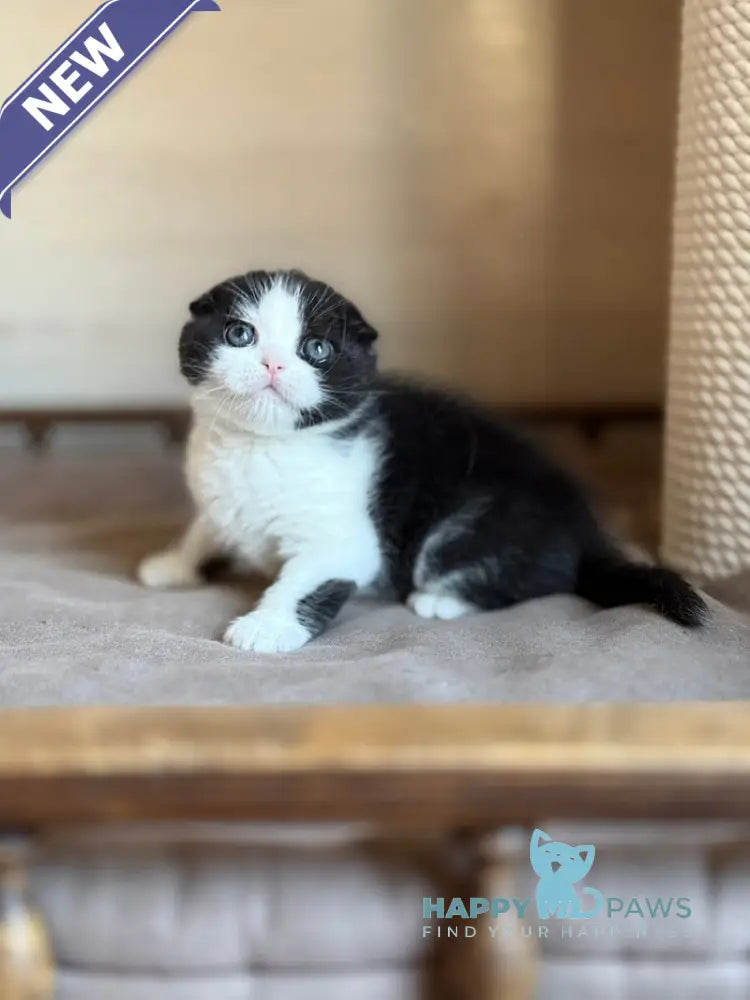 Manuel Scottish Fold male black bicolour live animals