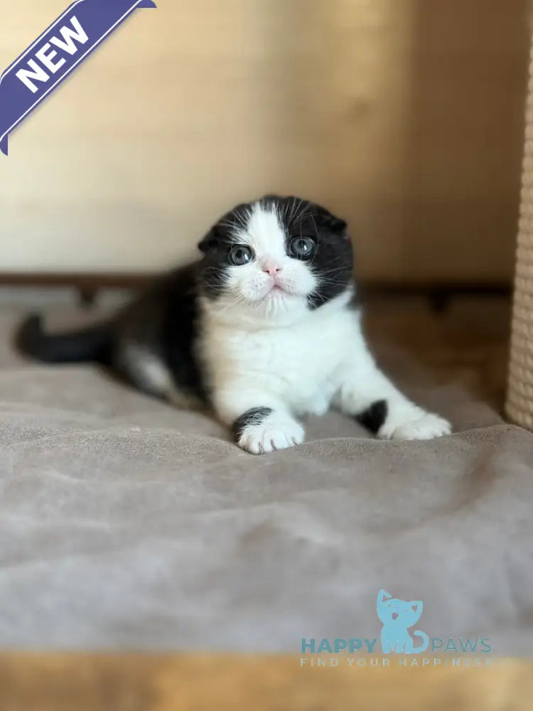 Manuel Scottish Fold male black bicolour live animals